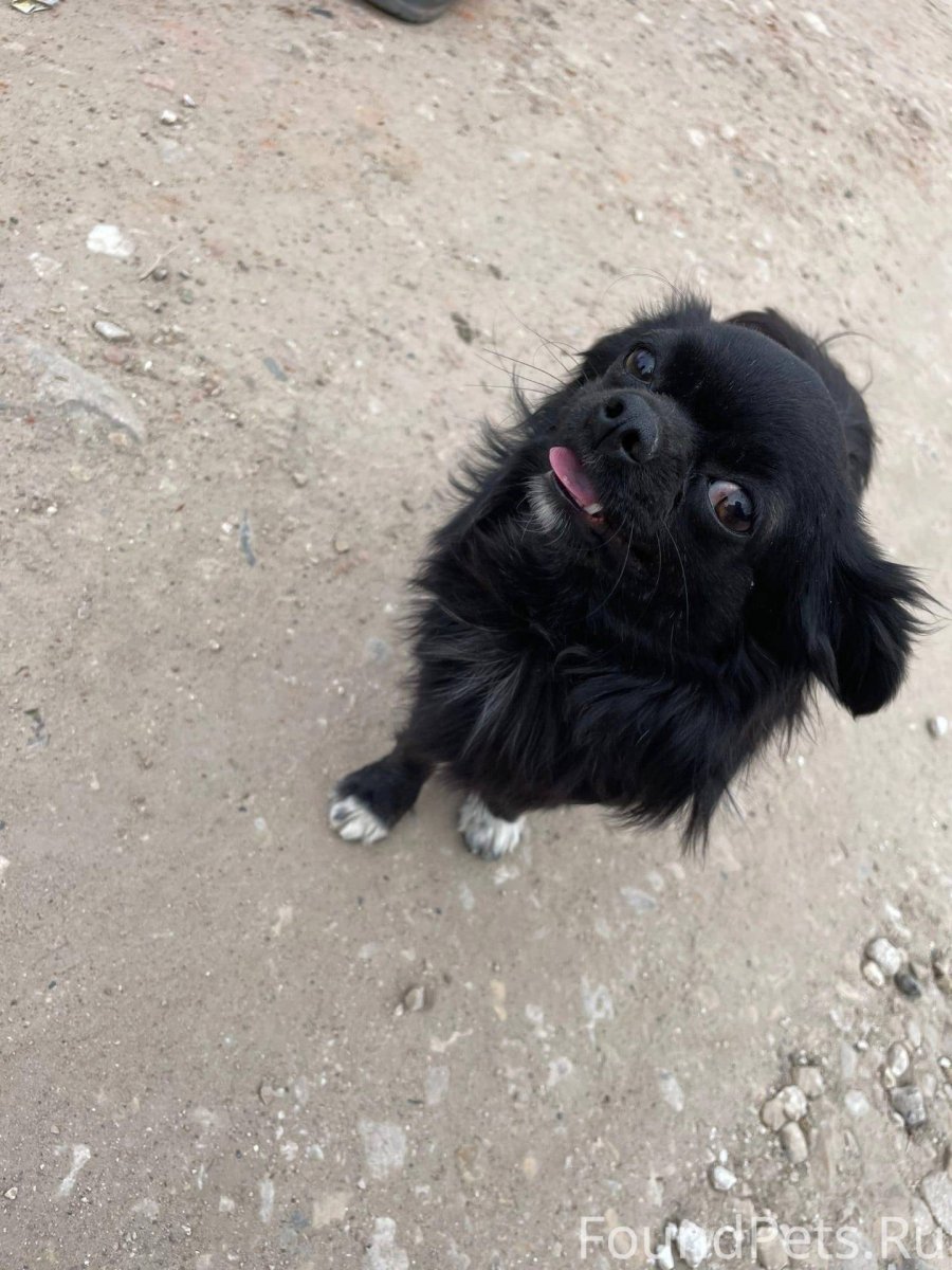 Пропала собака по кличке