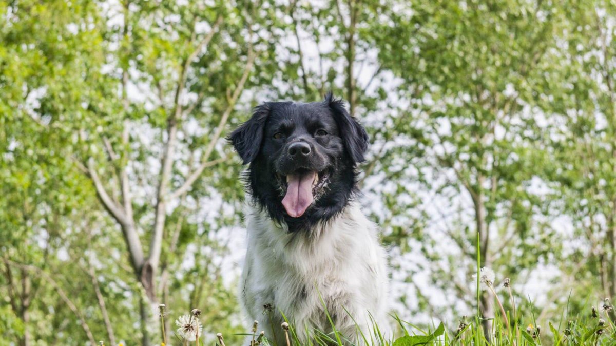 Колли ретривер