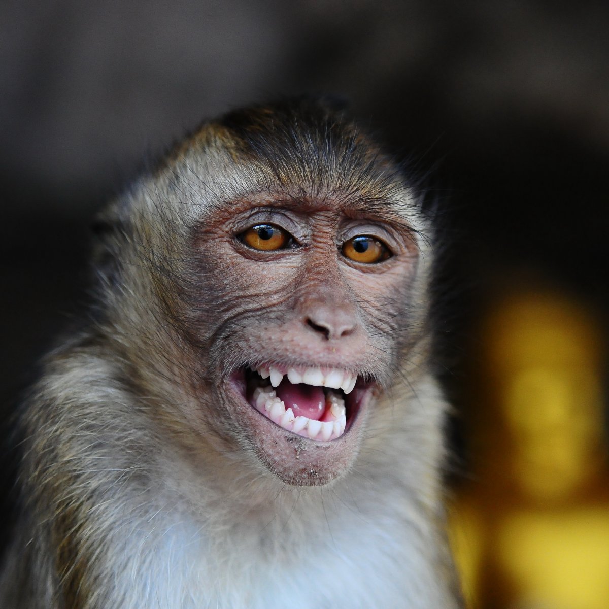 Обезьянка смеется