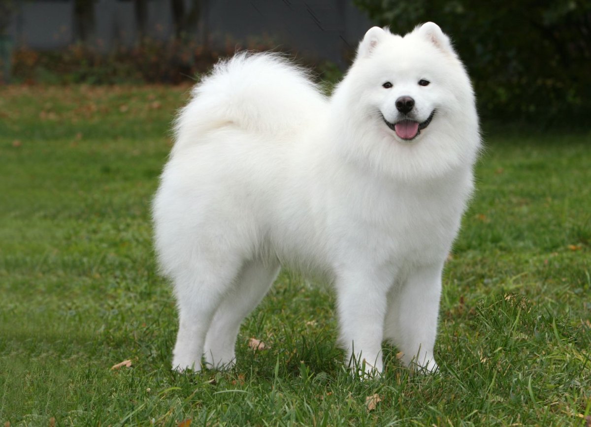 Аляскинский самоед