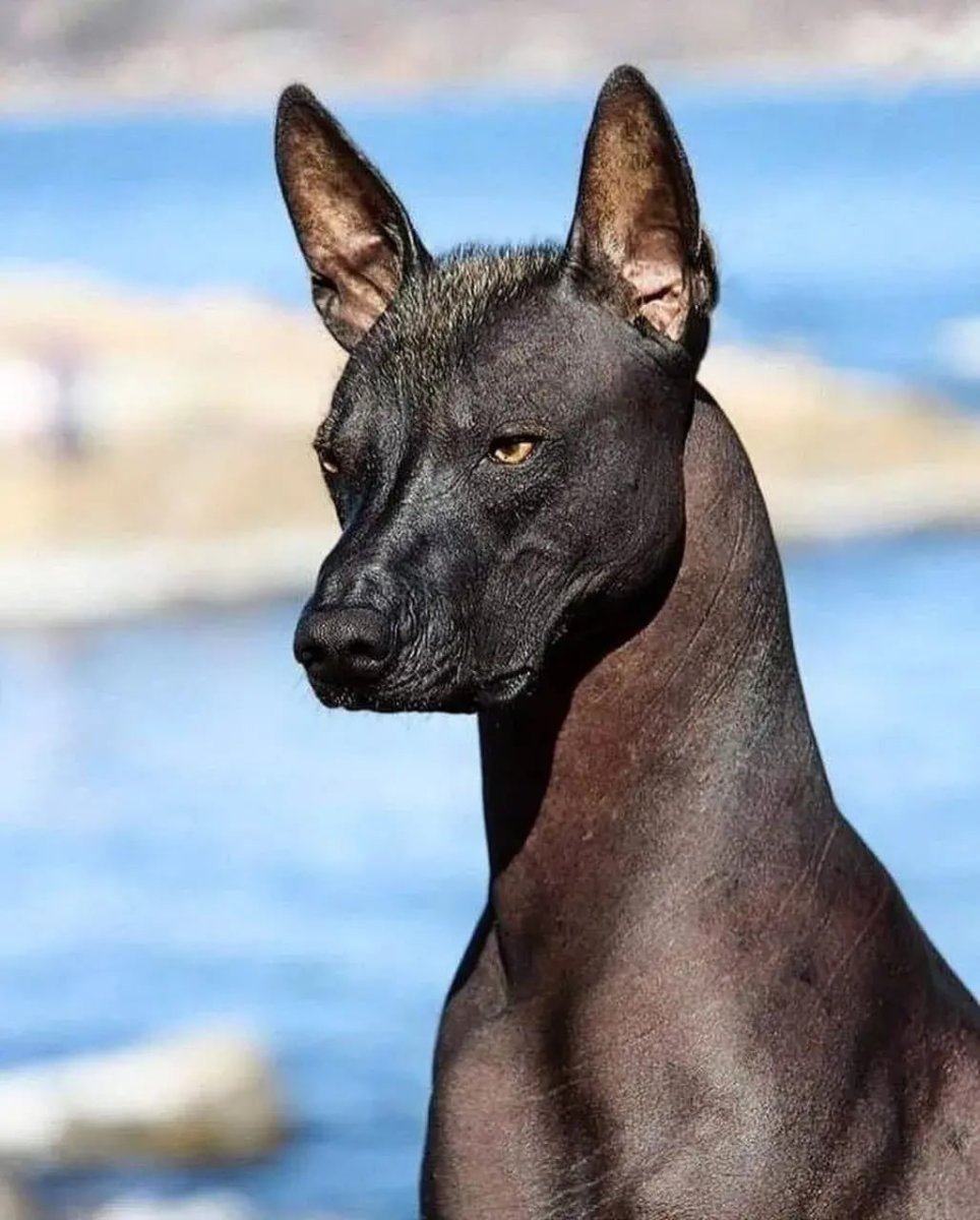 Мексиканская ксолоитцкуинтли