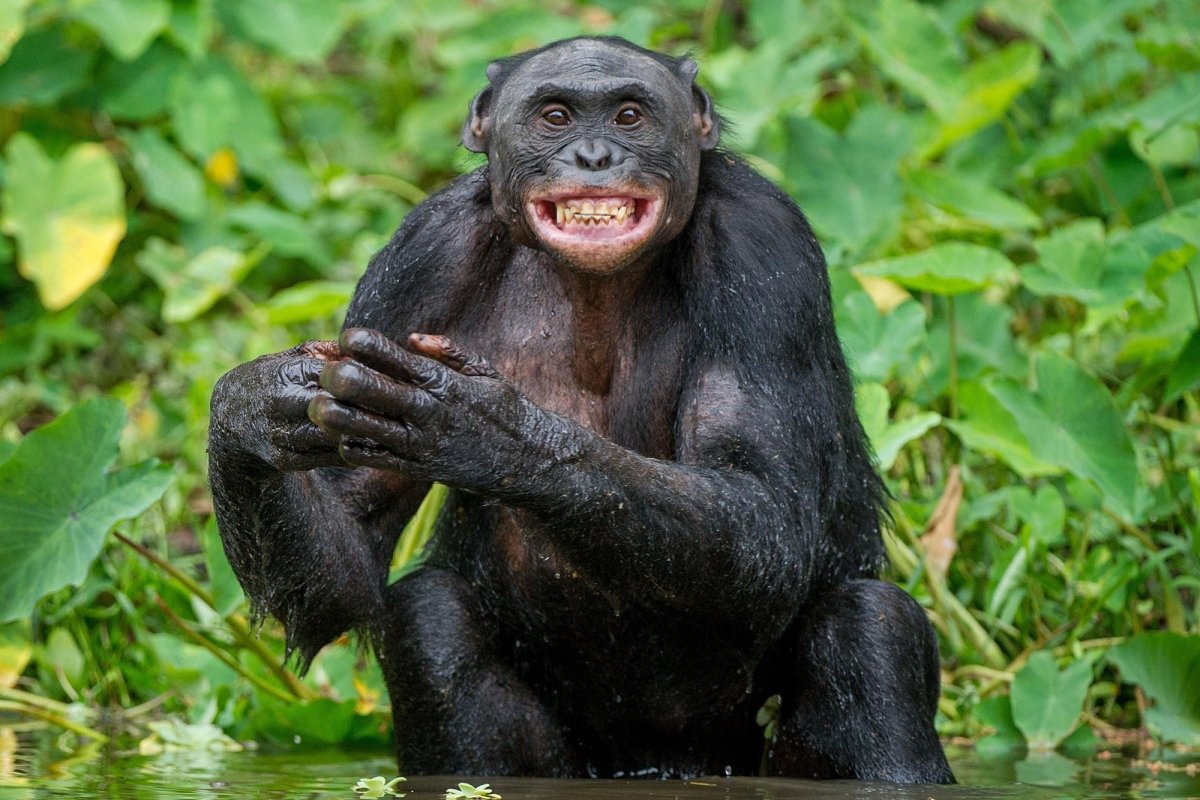 Обезьяна смеется