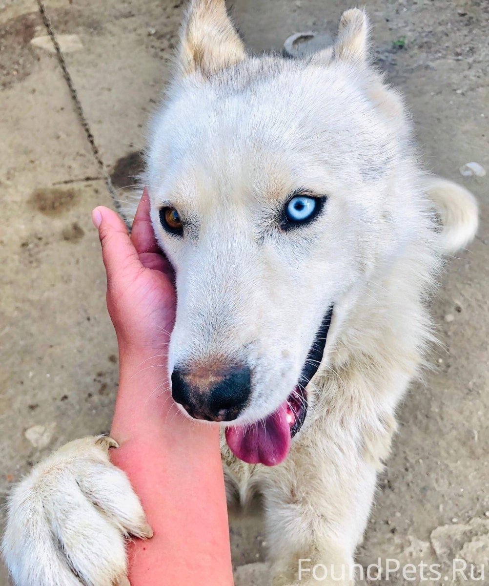 Собака индиго