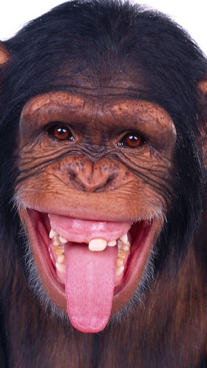 Обезьяна с языком