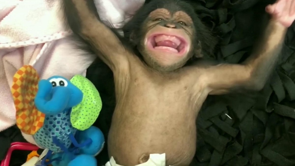 Обезьяна смеется