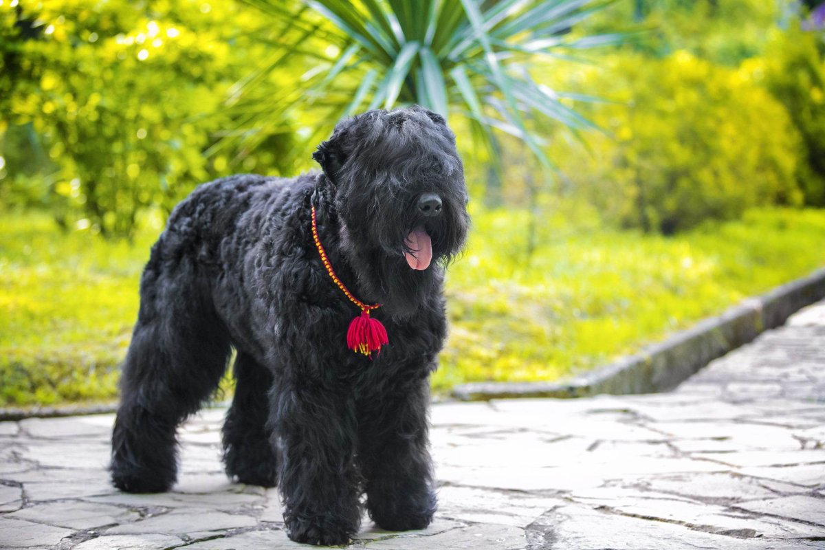 Чёрный терьер Сталина