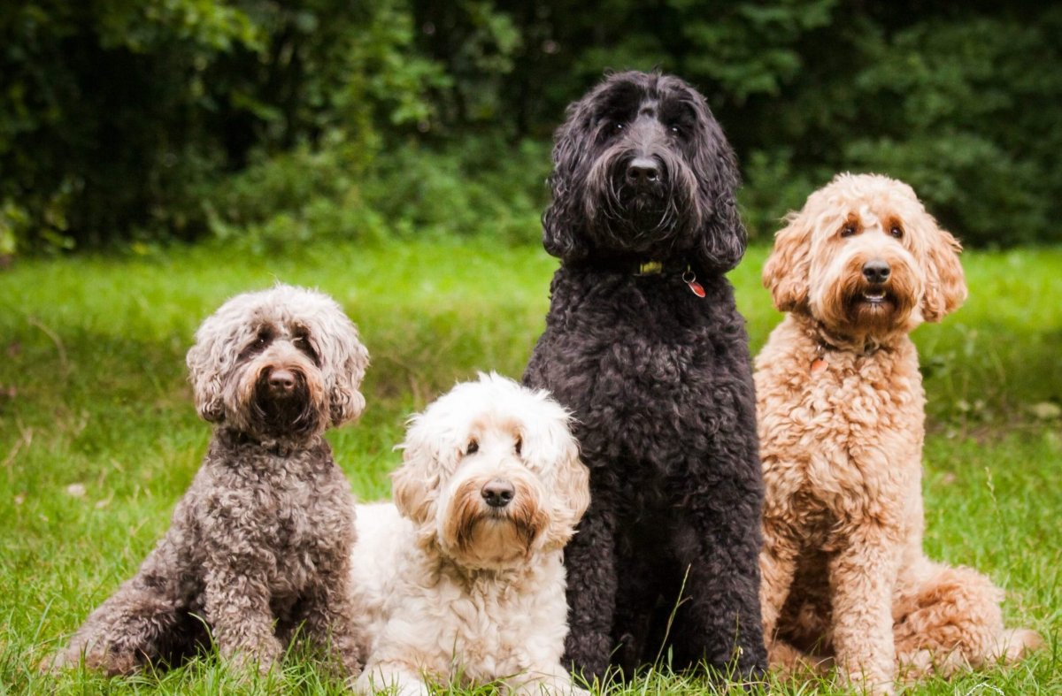 Порода лабрадудель