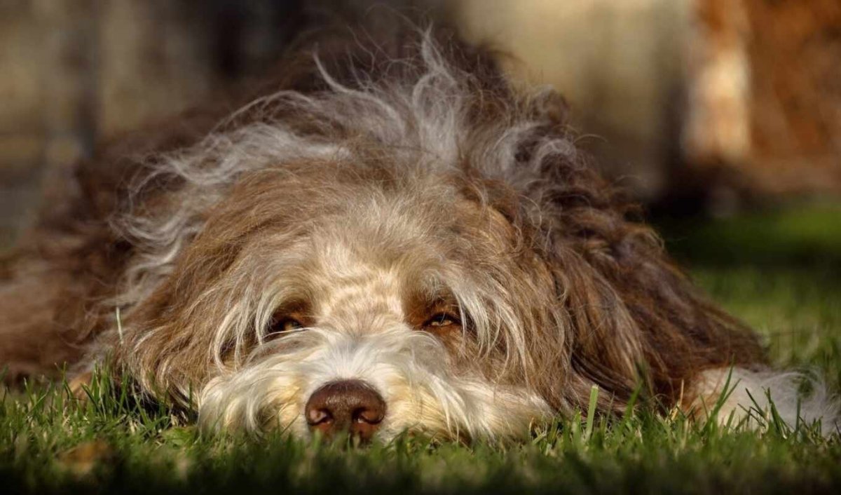 Большая лохматая собака