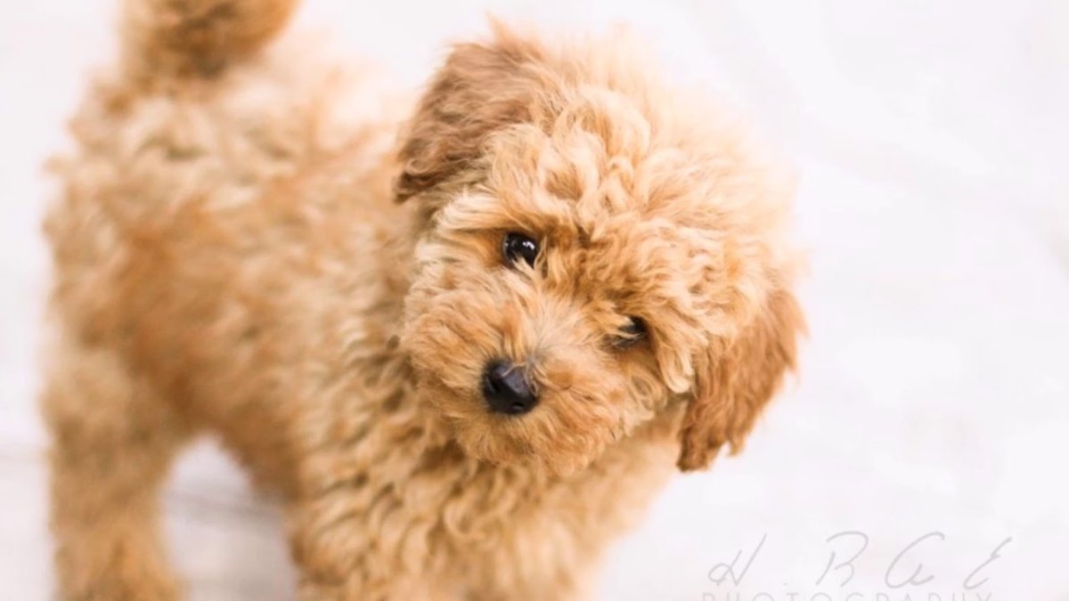 Пудель карликовый золотистый