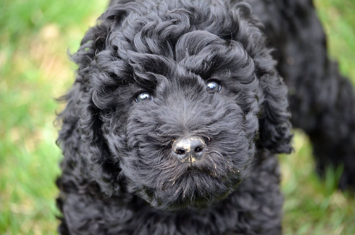 Собака водолаз кудрявый