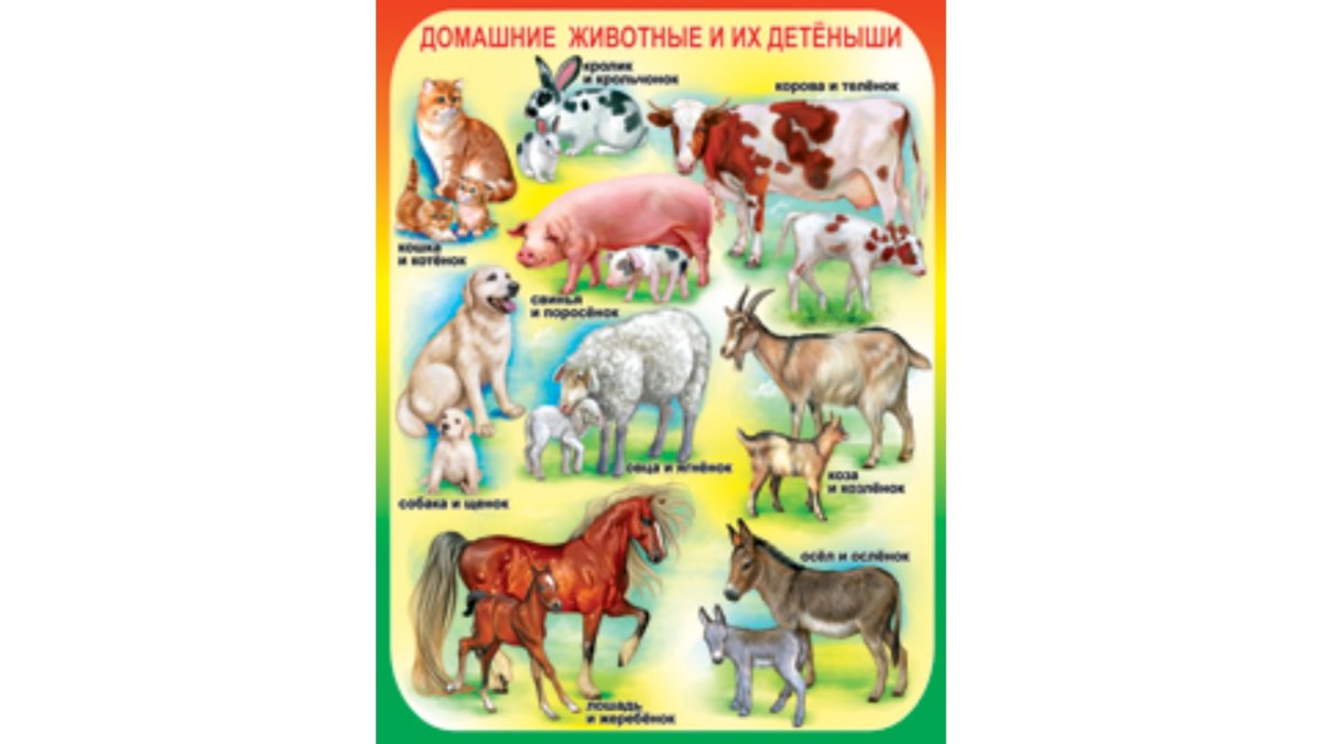 Назови детенышей домашних животных