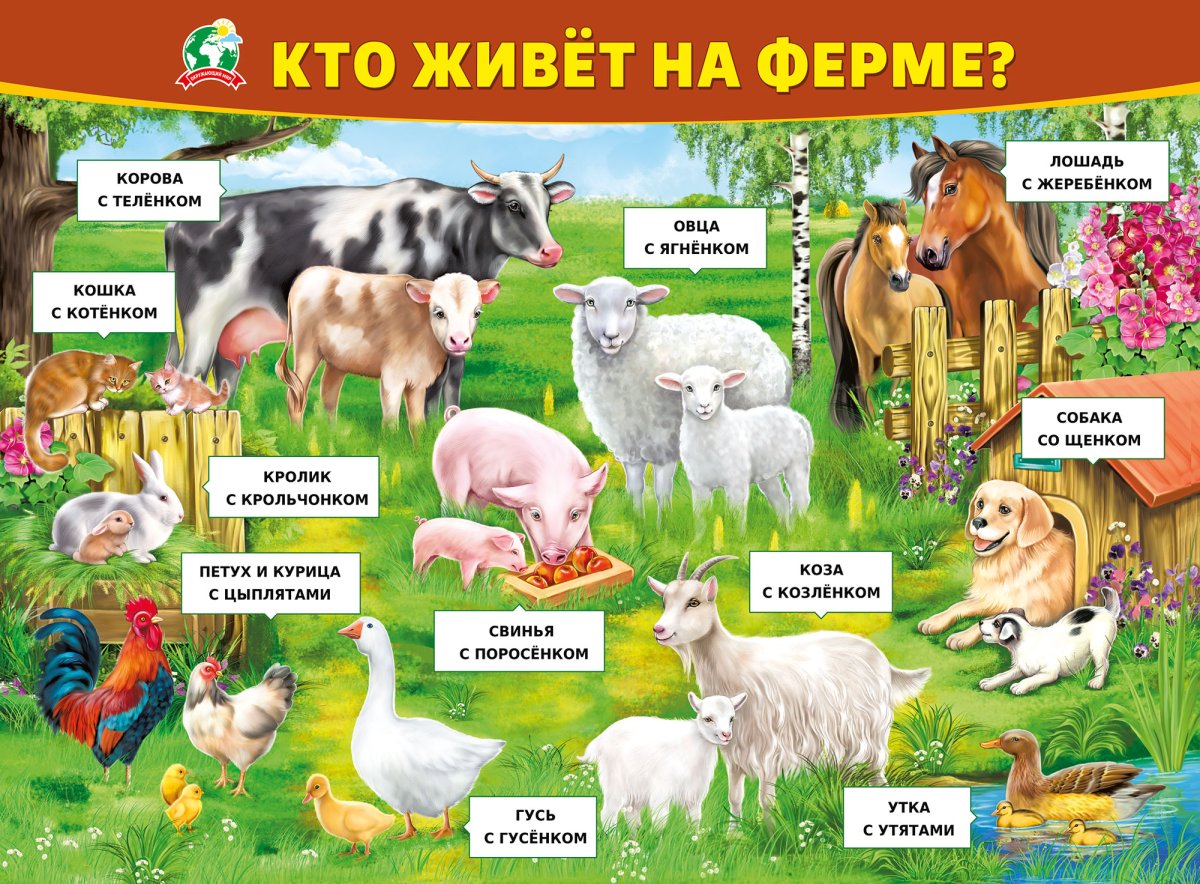 Плакат кто живет на ферме