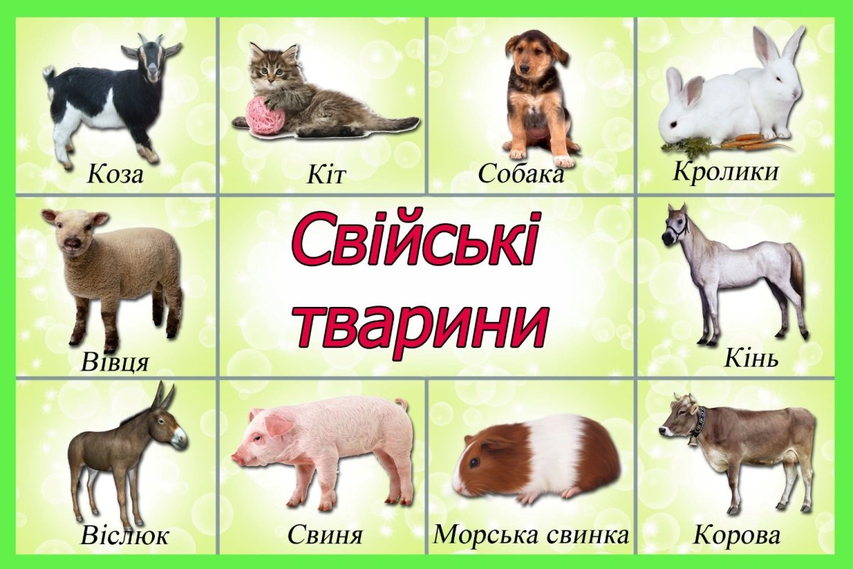 Домашние животные для дошкольников