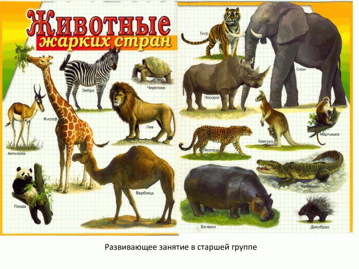 Дикие животные жарких стран