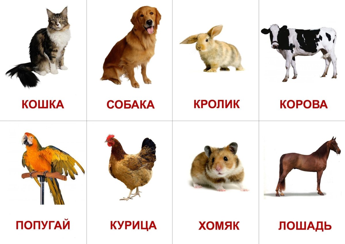 Карточки "домашние животные"