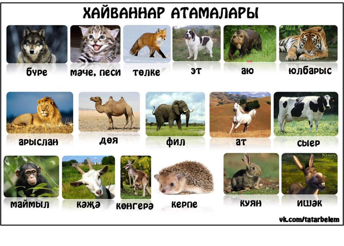 Животные на татарском языке