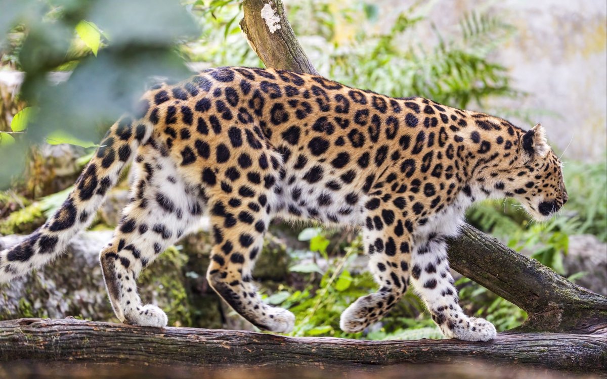 Леопард животное