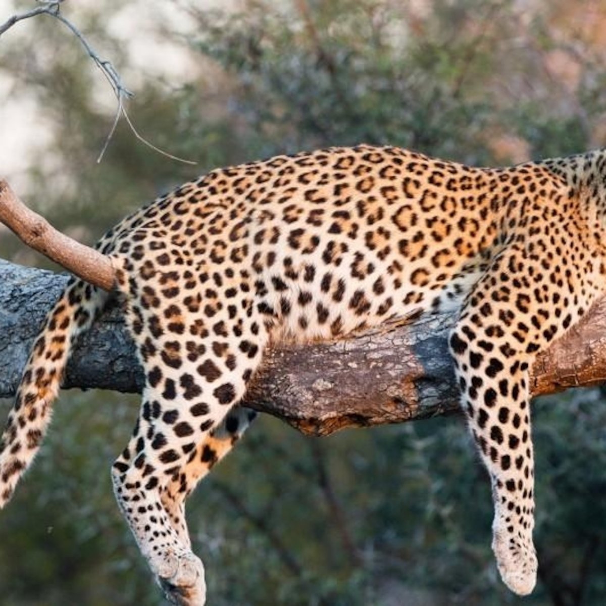 Леопард лежит