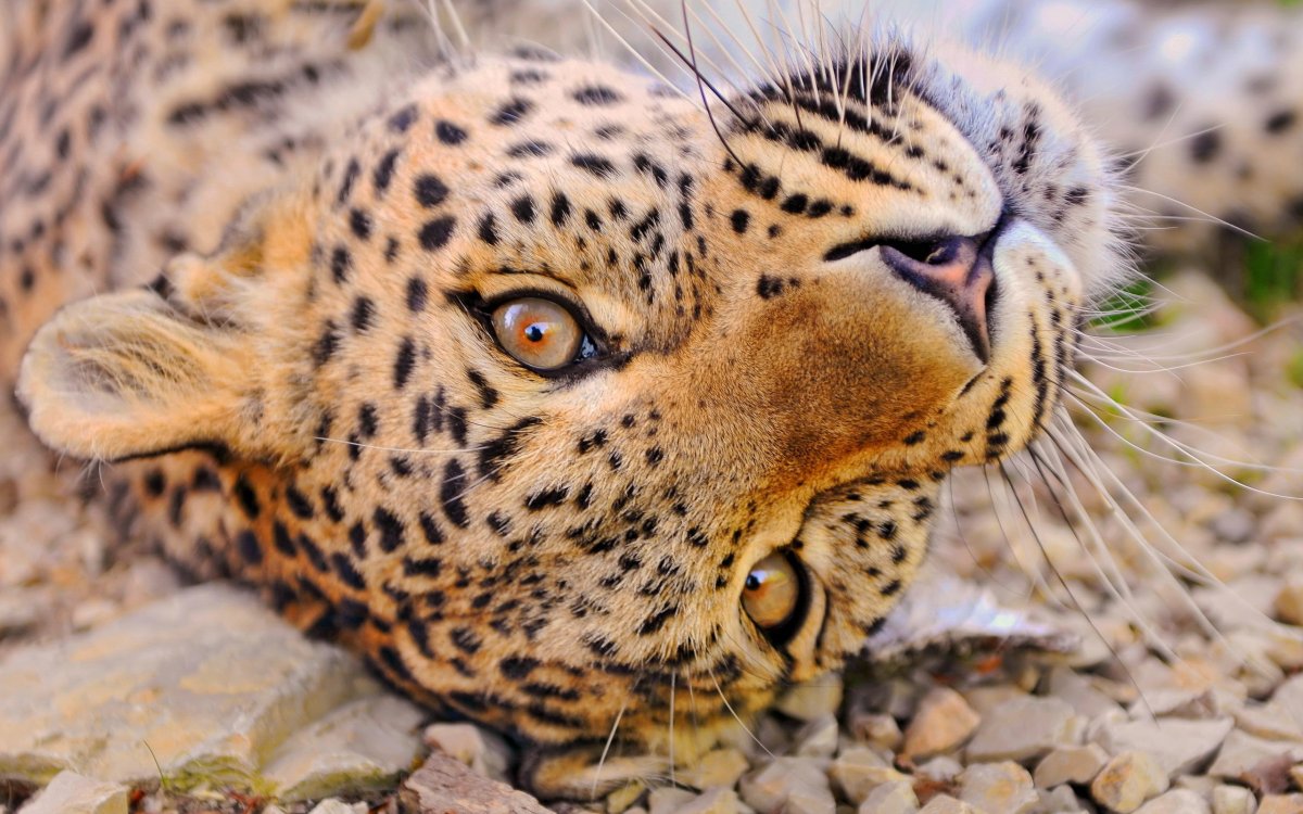 Красивые животные