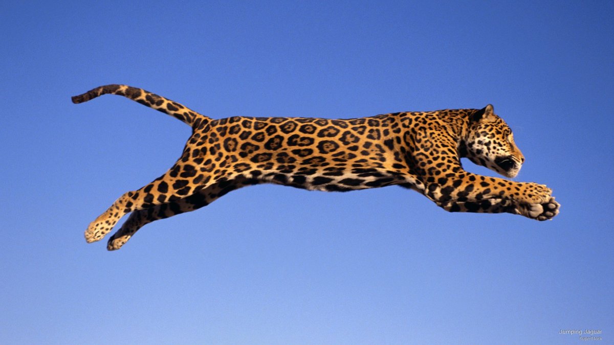 Ягуар Panthera onca