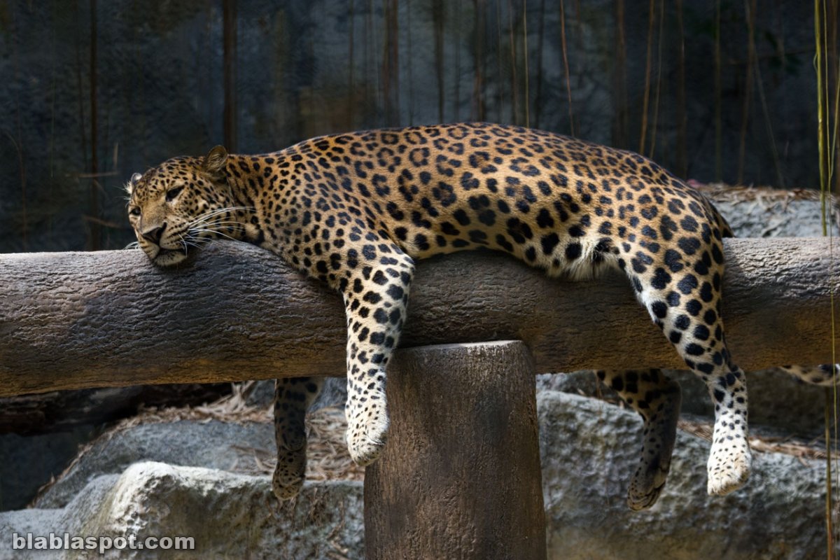 Толстый леопард фото