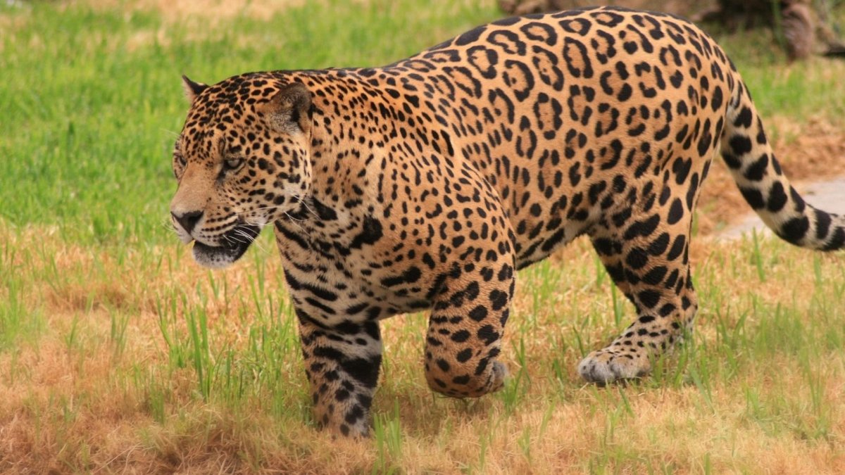Panthera onca onca амазонский Ягуар