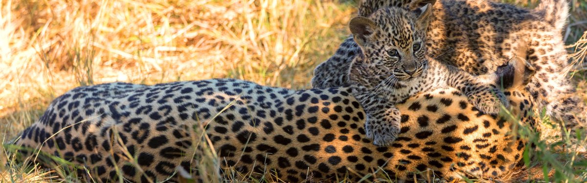 Жирный леопард