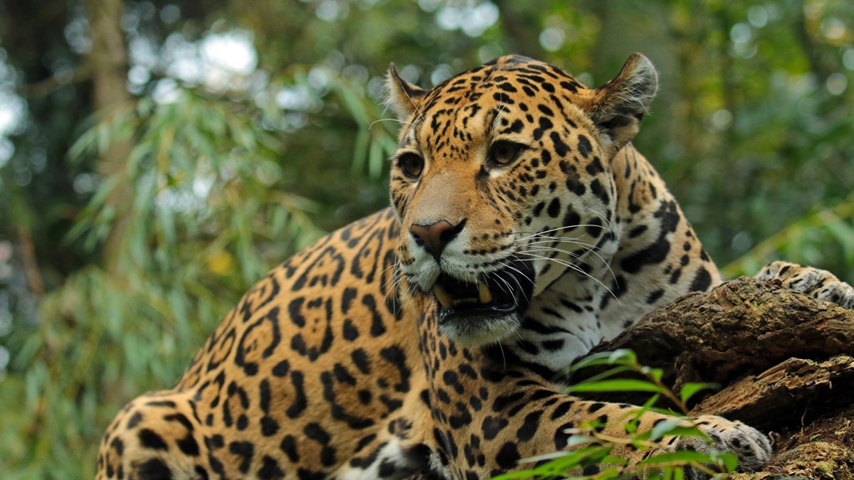 Ягуар Южная Америка