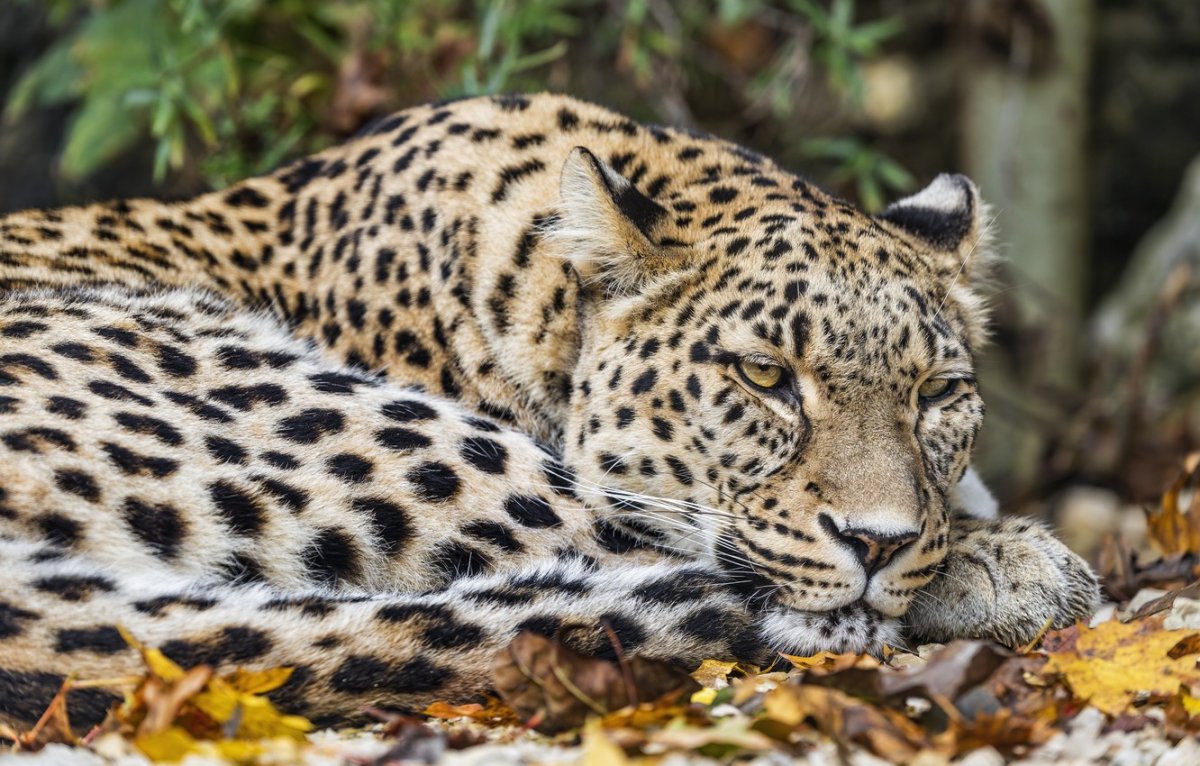 Картинки на рабочий стол животные