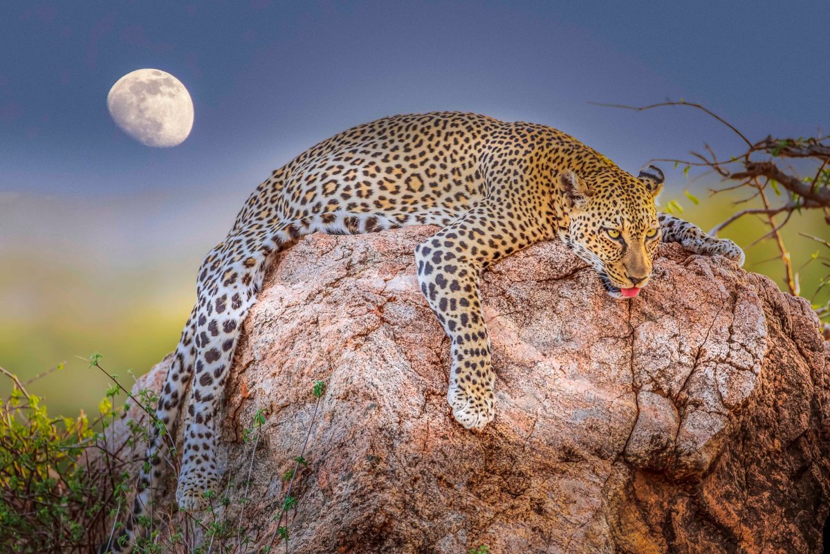 Дикие кошки