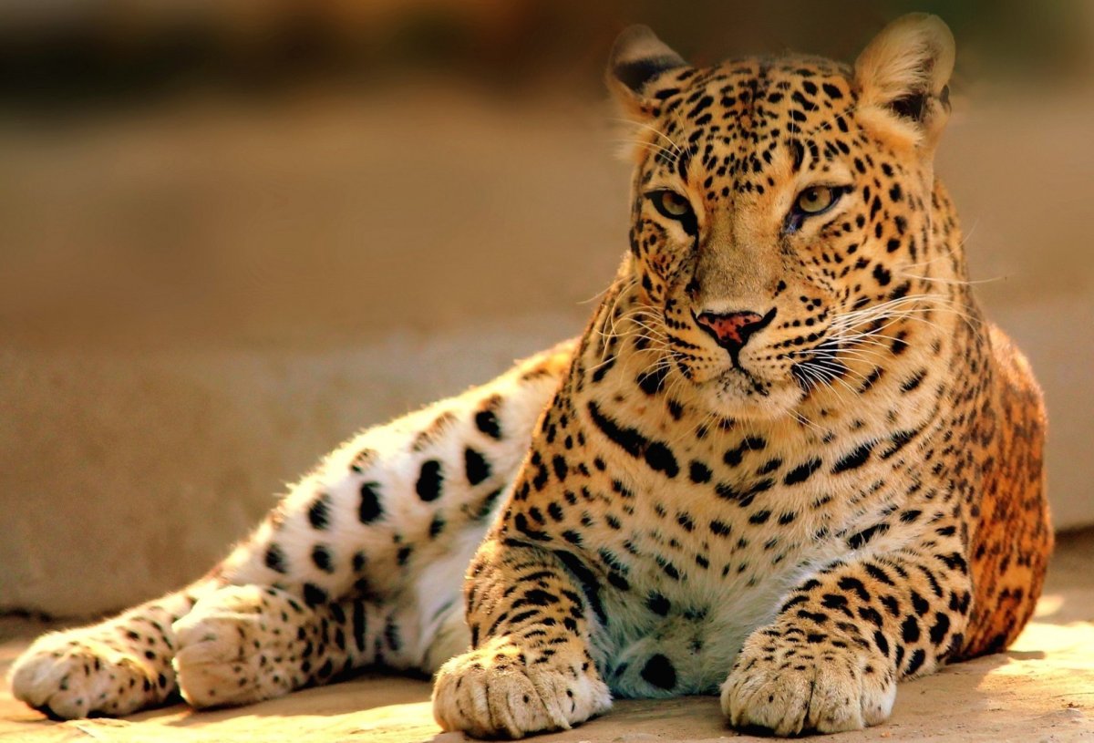 Красивый леопард