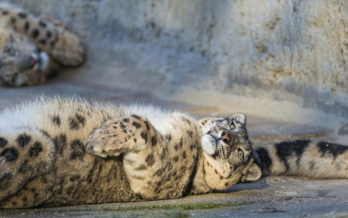 Толстый Ирбис