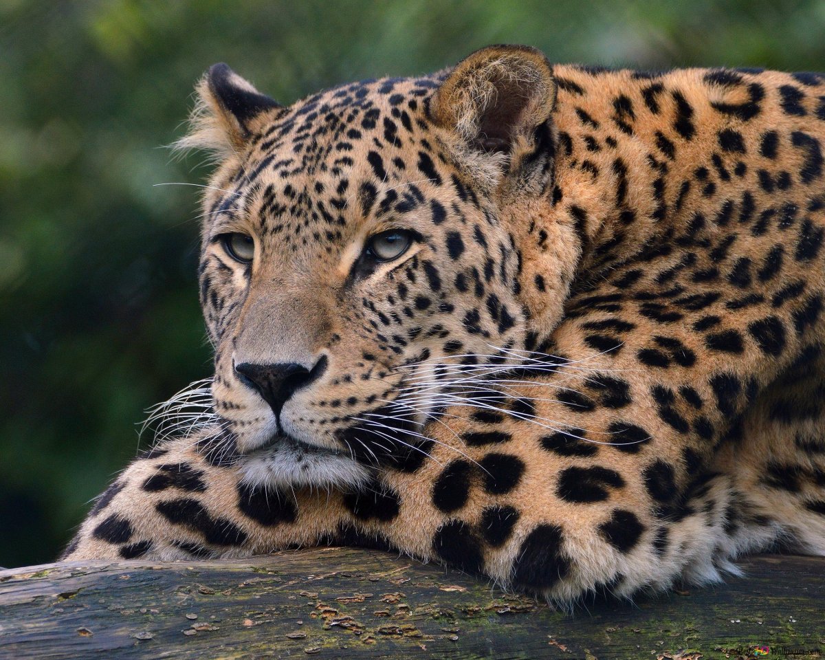 Леопард фото на рабочий стол