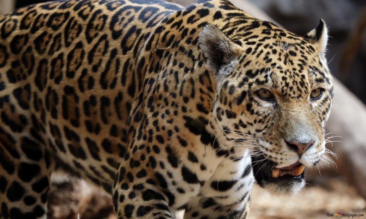 Ягуар животное