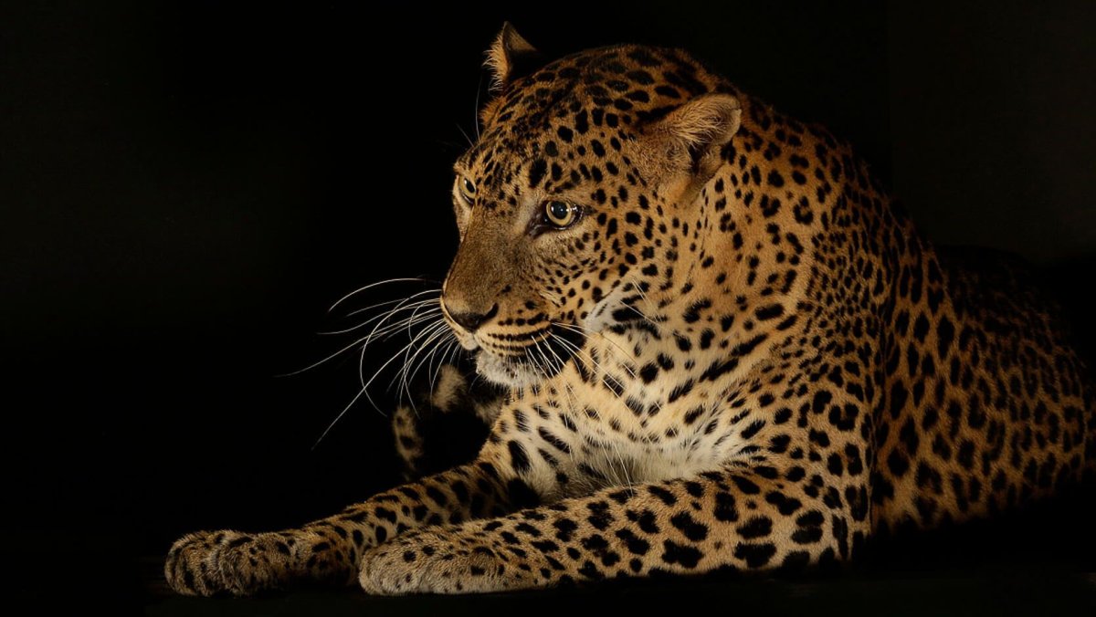 Baballo 2023 леопард