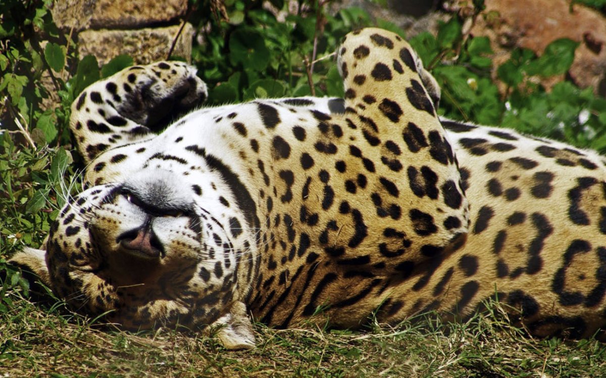 Леопард лежит