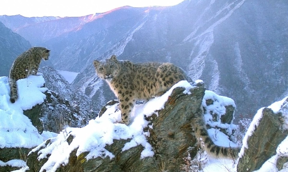 Саяно-Шушенский заповедник снежный Барс