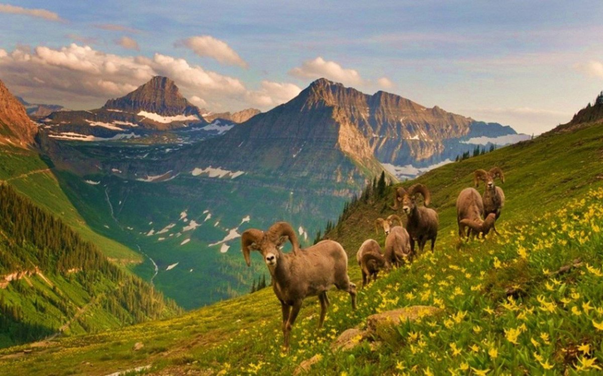 Золотые горы Алтая заповедник