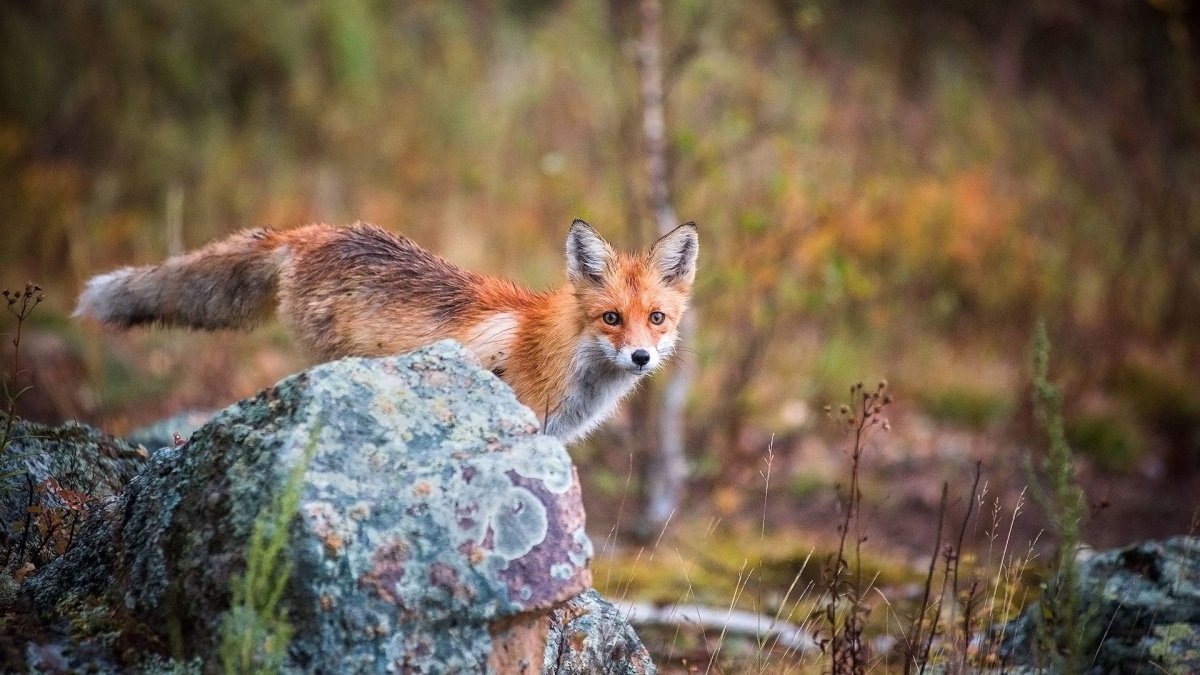 Тигирекский заповедник Алтайского края