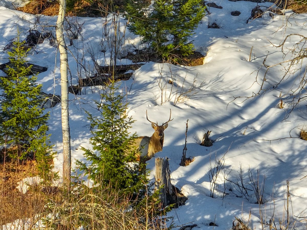 Животные алтайского заповедника