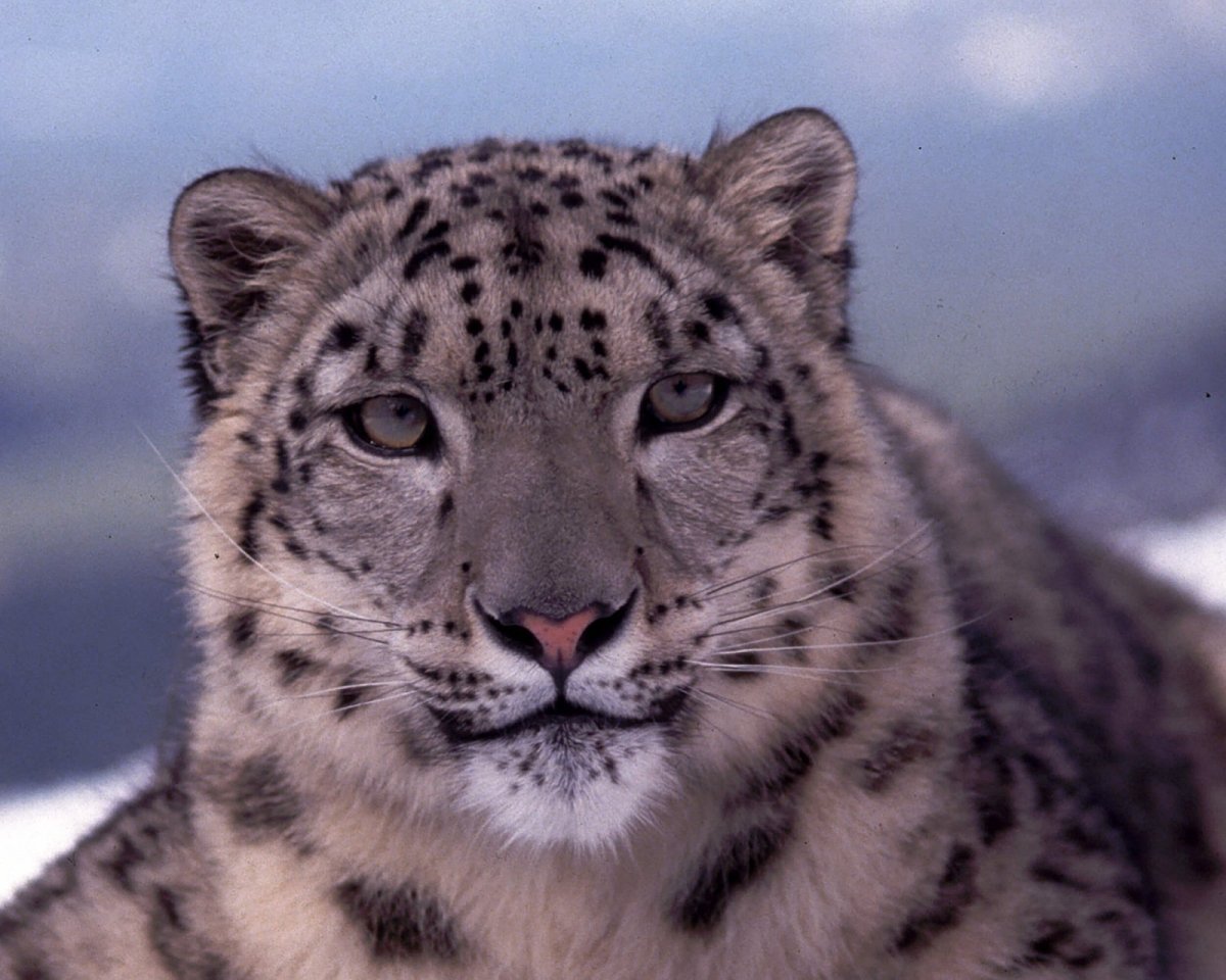 Алтайский заповедник животный мир