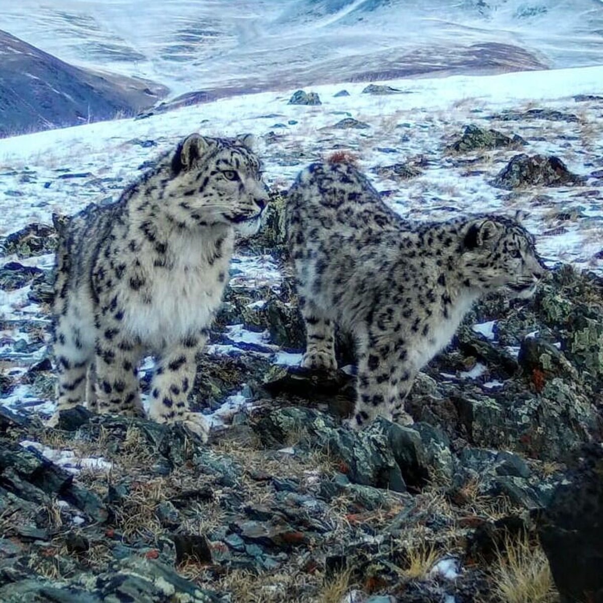 Алтайский заповедник Ирбис