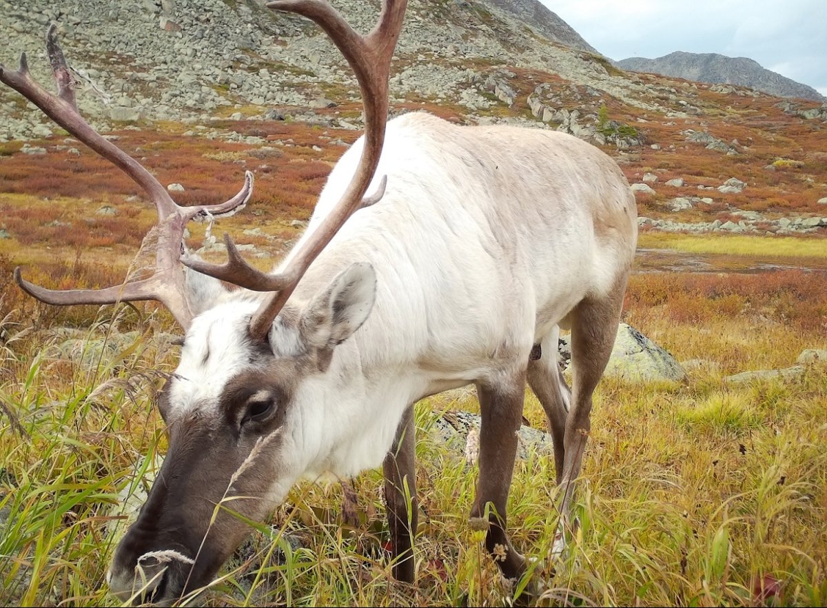 Северный олень Алтая Саянский