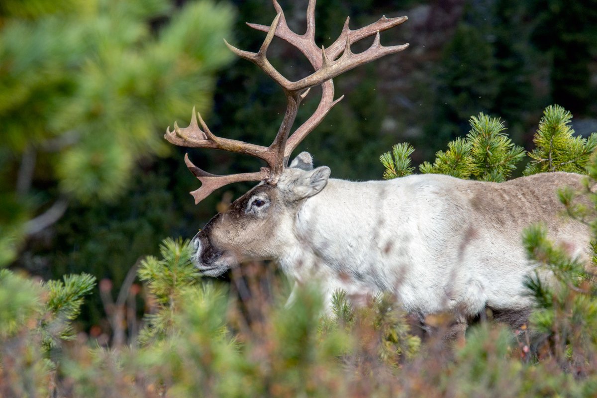 Саяно-Шушенский заповедник Северный олень