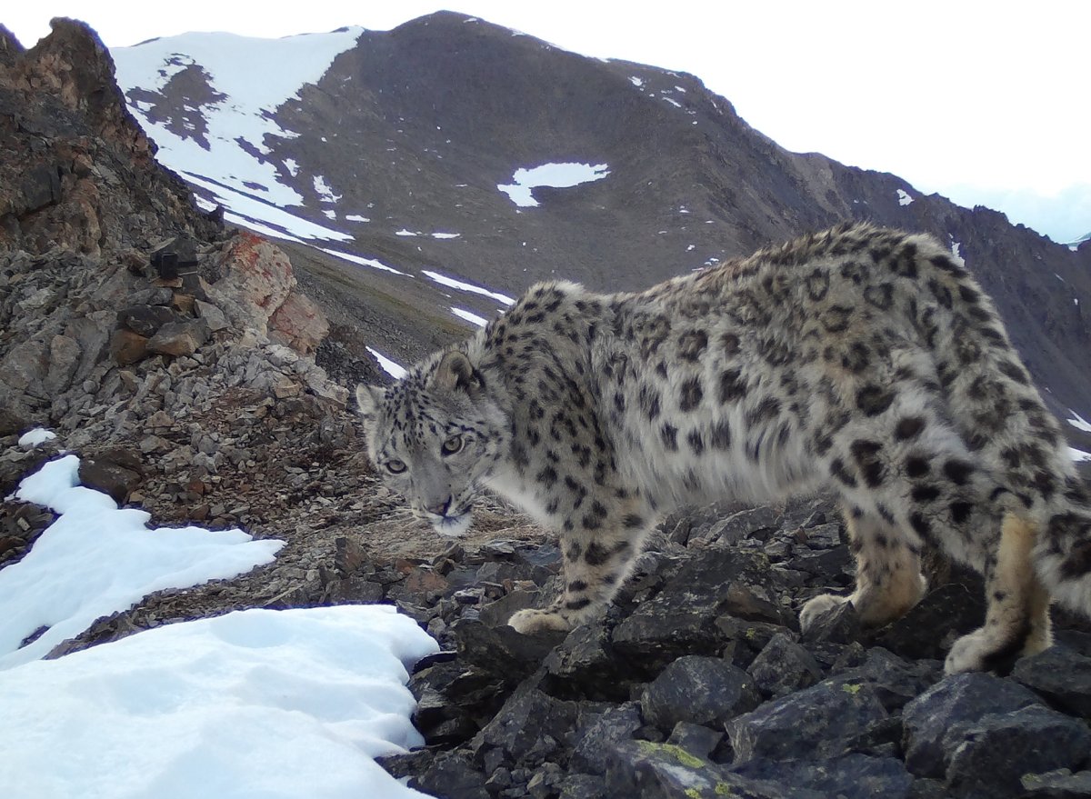 Фауна Саяно Шушенского заповедника