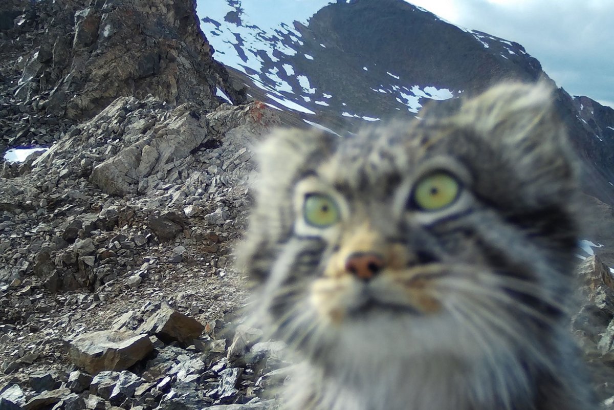 Снежный Барс Алтайский заповедник
