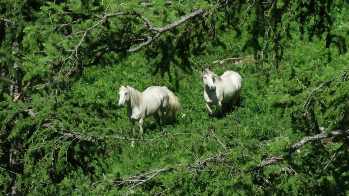 Животные которые живут в Алтайском заповеднике
