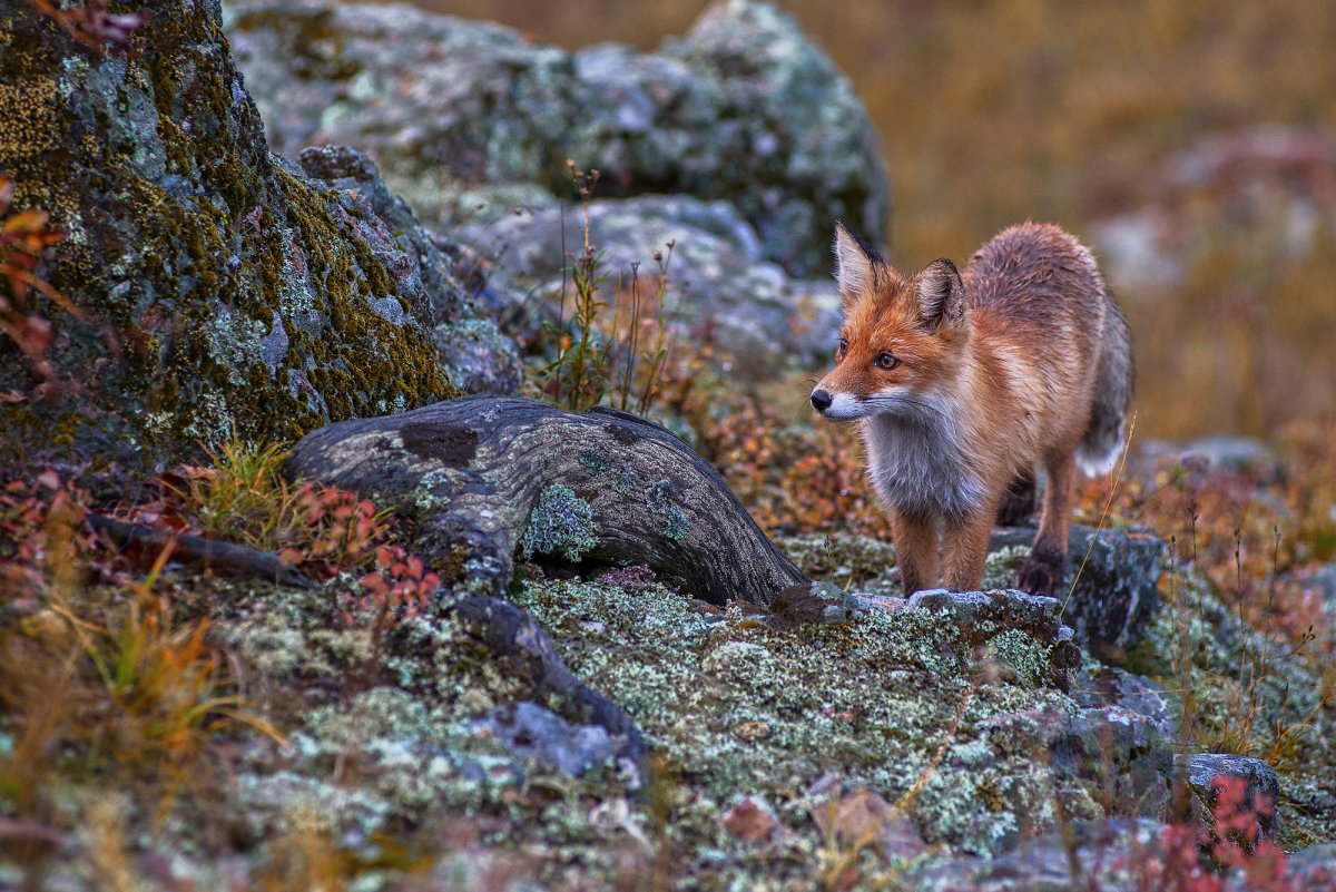 Тигирекский заповедник животный мир