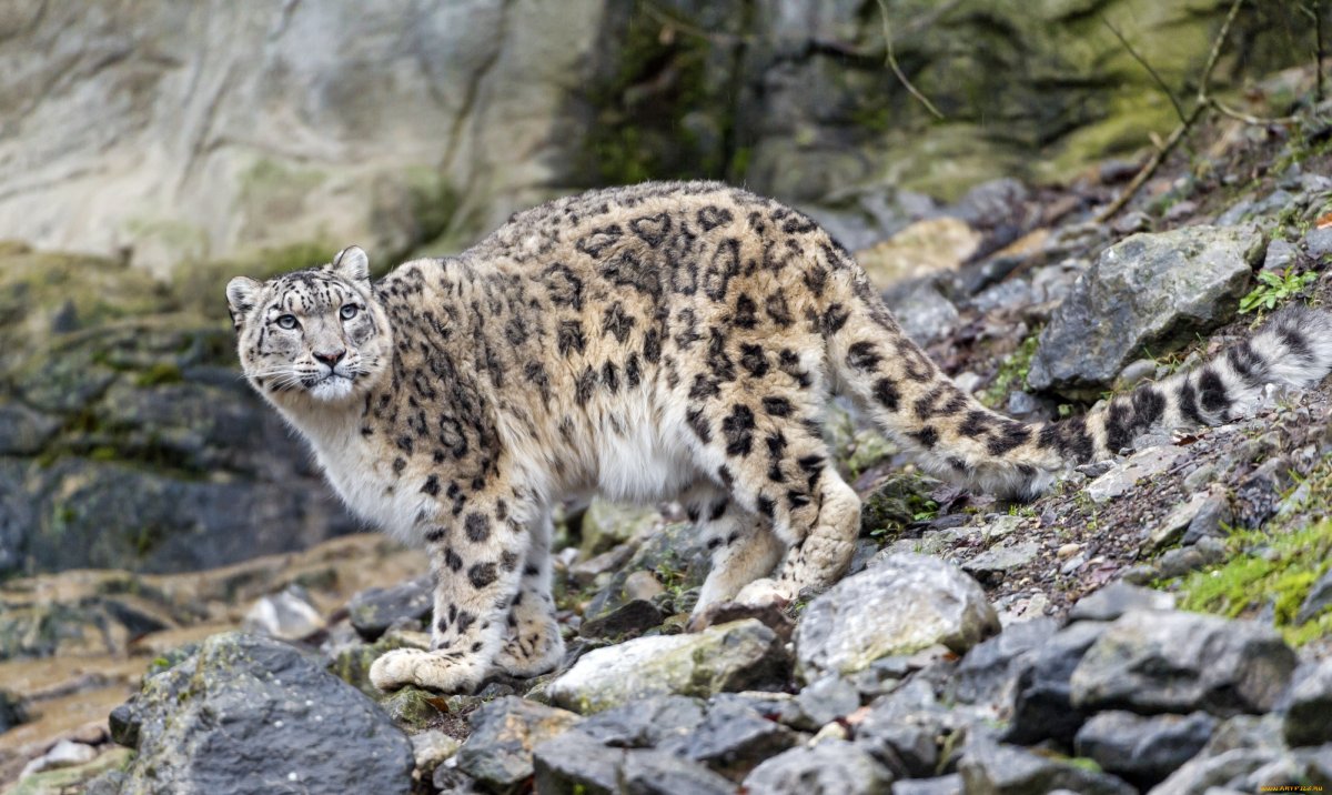 Горный Барс Ирбис