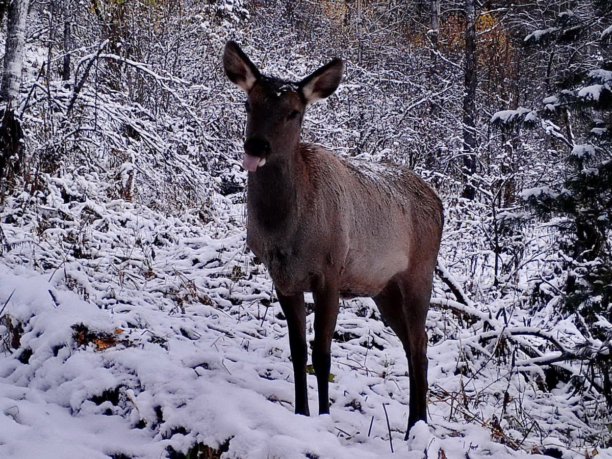 Тигирекский заповедник фауна